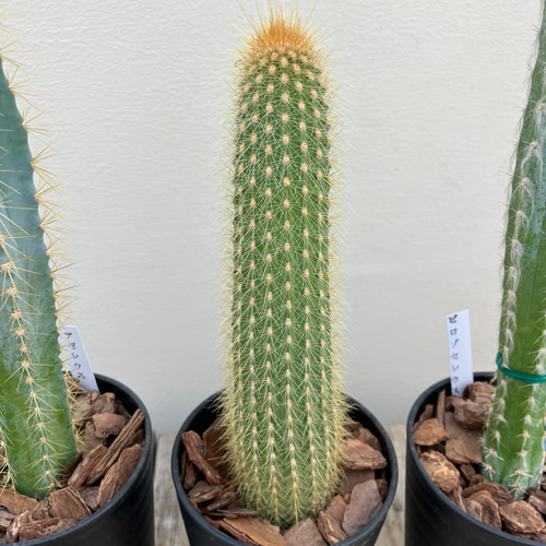 サボテン4鉢セット＊竜神木＊アゼレウス＊ハーゲオセレウス