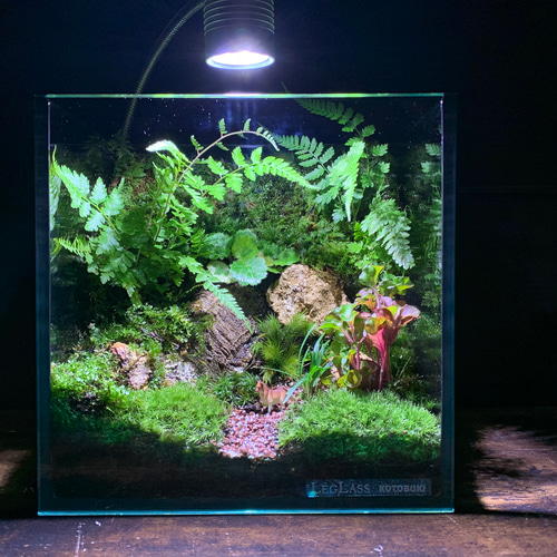 261 苔アート 苔テラリウム 山野草 ユキノシタ 入り 完成品 テラリウム 