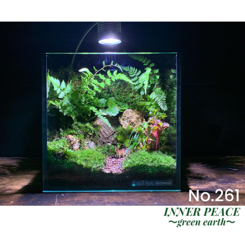 261 苔アート 苔テラリウム 山野草 ユキノシタ 入り 完成品 テラリウム