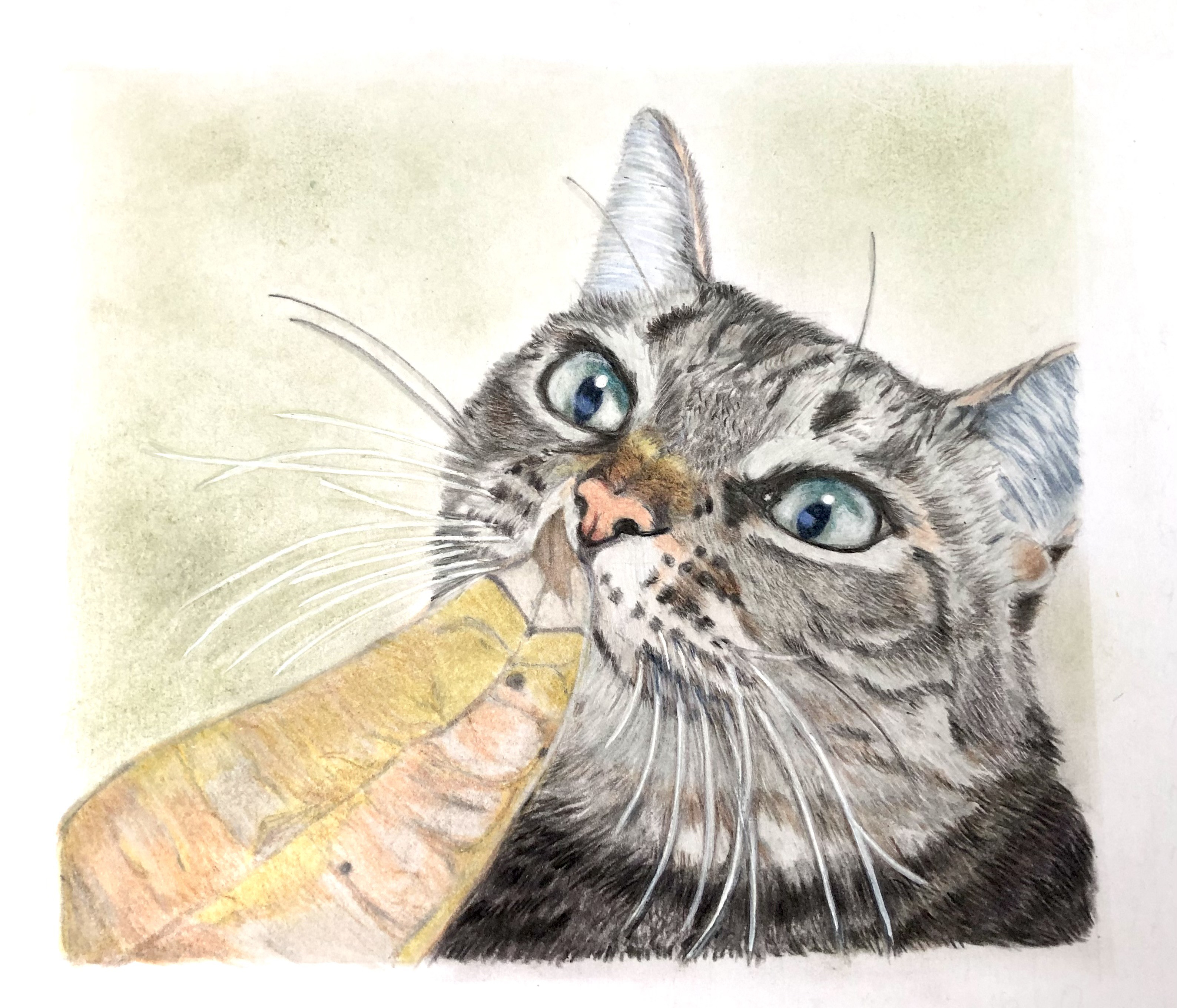 猫ちゃん 色鉛筆画 手書き ハンドメイド A4サイズ ケント紙 横顔