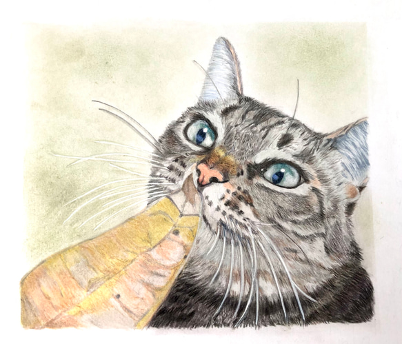 【信頼】 保護猫 3枚セット ポストカード 色鉛筆画 原画 A5 オーダー ねこ 絵画