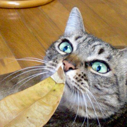 保護猫 ねこ オーダー A5 原画 色鉛筆画 ポストカード 3枚セット