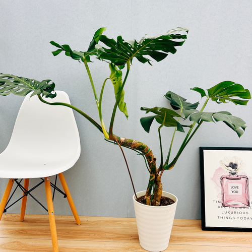 現品］【希少】9番 モンステラ 幹上がり 8号 観葉植物 室内 大型