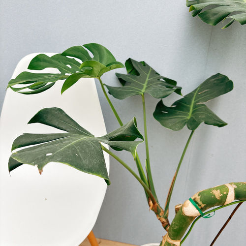 現品］【希少】9番 モンステラ 幹上がり 8号 観葉植物 室内 大型
