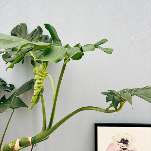 現品］【希少】9番 モンステラ 幹上がり 8号 観葉植物 室内 大型