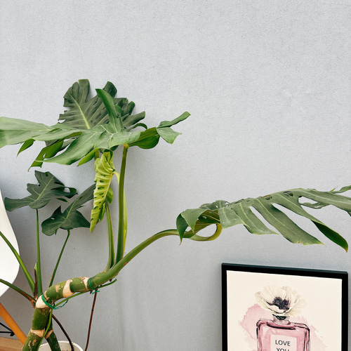 現品］【希少】9番 モンステラ 幹上がり 8号 観葉植物 室内 大型