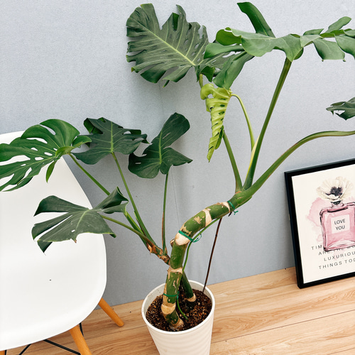 モンステラ　2【現品】観葉植物　幹上がり　室内 お買い得】モンステラ 幹上がり 7号サイズ | HITOTOKI by MAKIMO