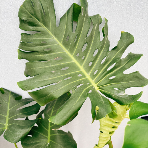 現品］【希少】9番 モンステラ 幹上がり 8号 観葉植物 室内 大型