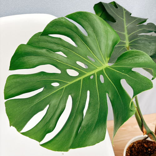 観葉植物 モンステラ 8号鉢 茶かご 受け皿付き ラスターポット 高さ100cm程度 大型 インテリアグリーン ギフト