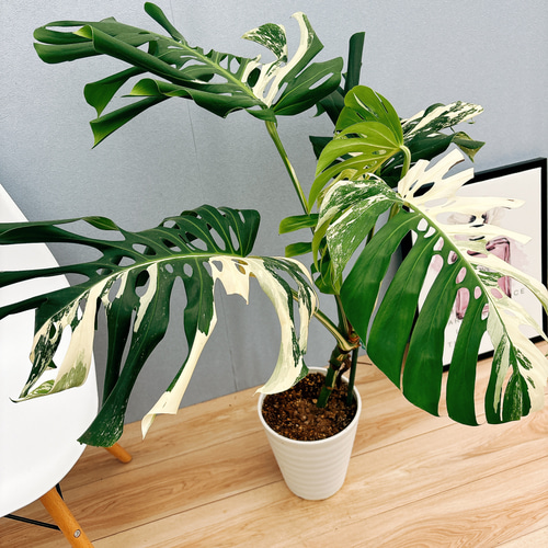 鉢ごと発送　斑入り　モンステラ　ボルシギアナ　ホワイトタイガー　t 斑入り モンステラ ボルシギアナ ホワイトタイガー 美しい白勝ち