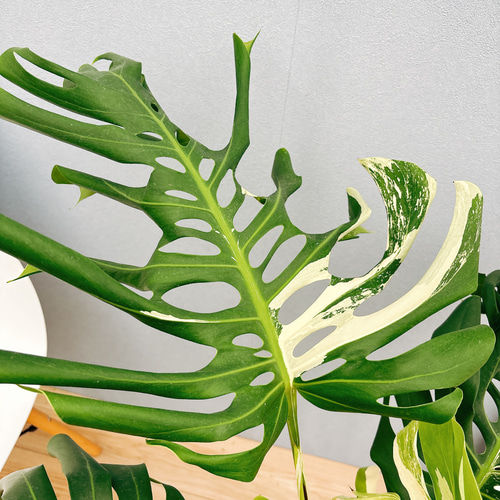 斑入りモンステラホワイトタイガー実付き大茎あり7株おまとめ希少ボルシギアナ 斑入りモンステラホワイトタイガー実付き大茎あり7株おまとめ