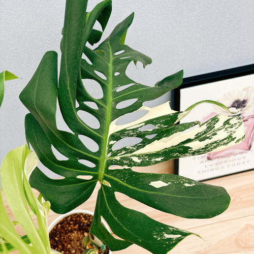 m*7様 極上モンステラ・ボルシギアナ斑入り E 現品］【希少