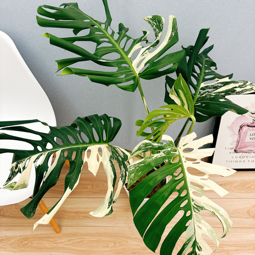 超希少❗️サイズ大❗️モンステラボルシギアナホワイトタイガー✨️モスポール仕立て❗️ 超希少❗️サイズ大❗️モンステラボルシギアナホワイトタイガー