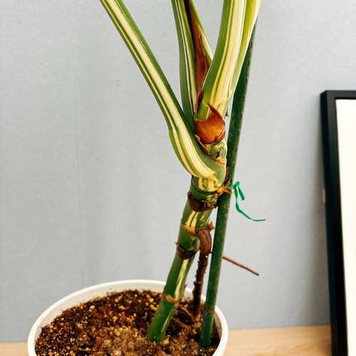 m*7様 極上モンステラ・ボルシギアナ斑入り E 現品］【希少