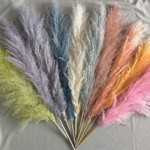 選べるカラーパンパスグラスとドライフラワーセット 超早割祭2024