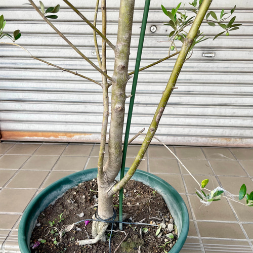 オリーブの木,植物/観葉植物アルベキーナ『花芽ギッシリ約185㌢綺麗な