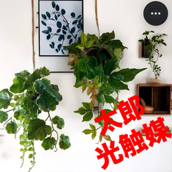 光触媒　人工観葉植物　ウォールグリーン　フェイクグリーン　HQウンベラータ180 光触媒 人工観葉植物 ウォールグリーン フェイクグリーン