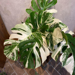 【引越しにつき出品8/16まで】斑入りモンステラ ホワイトタイガー モンステラ 斑入り ホワイトタイガー H90cm W60cm 口径20cm