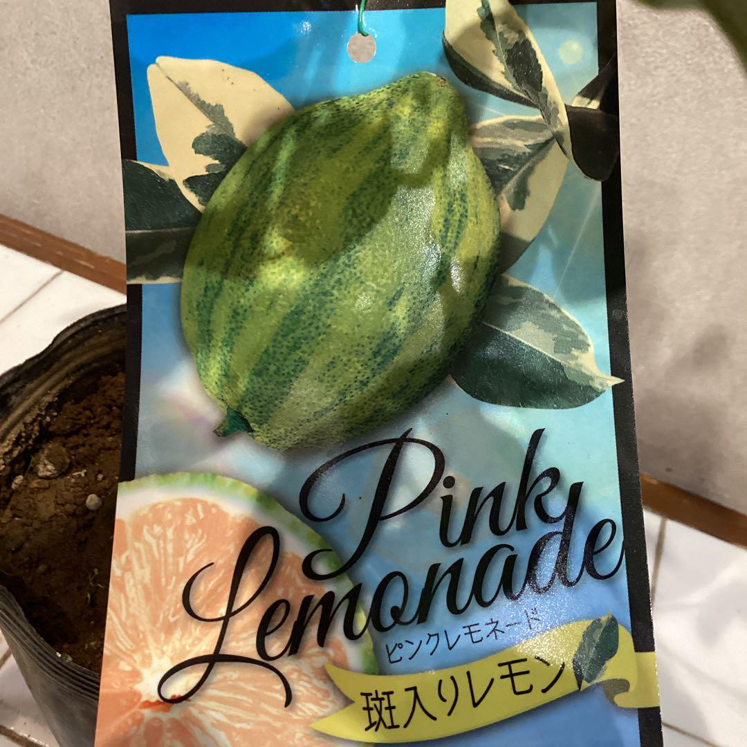 希少レモン！ピンクレモネード苗木❤4.5号鉢 多肉植物