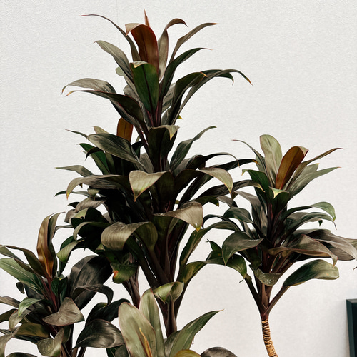 観葉植物 ドラセナ コンパクター 曲がり 希少 4株 オシャレ 黒鉢 根元