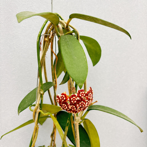 現品］【希少】ホヤ メリフルア 4号 観葉植物 蔓性 かわいい 珍しい