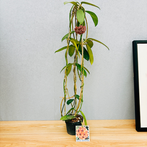 現品］【希少】ホヤ メリフルア 4号 観葉植物 蔓性 かわいい 珍しい