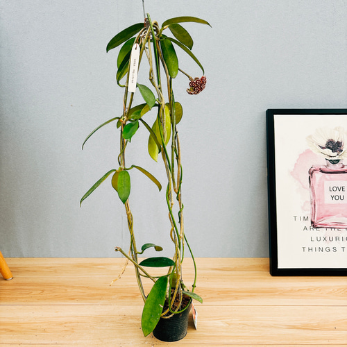 現品］【希少】ホヤ メリフルア 4号 観葉植物 蔓性 かわいい 珍しい