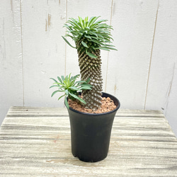 ⭐️【子株びっしり‼︎美しい大型ソテツ】⭐️存在感たっぷり 蘇轍