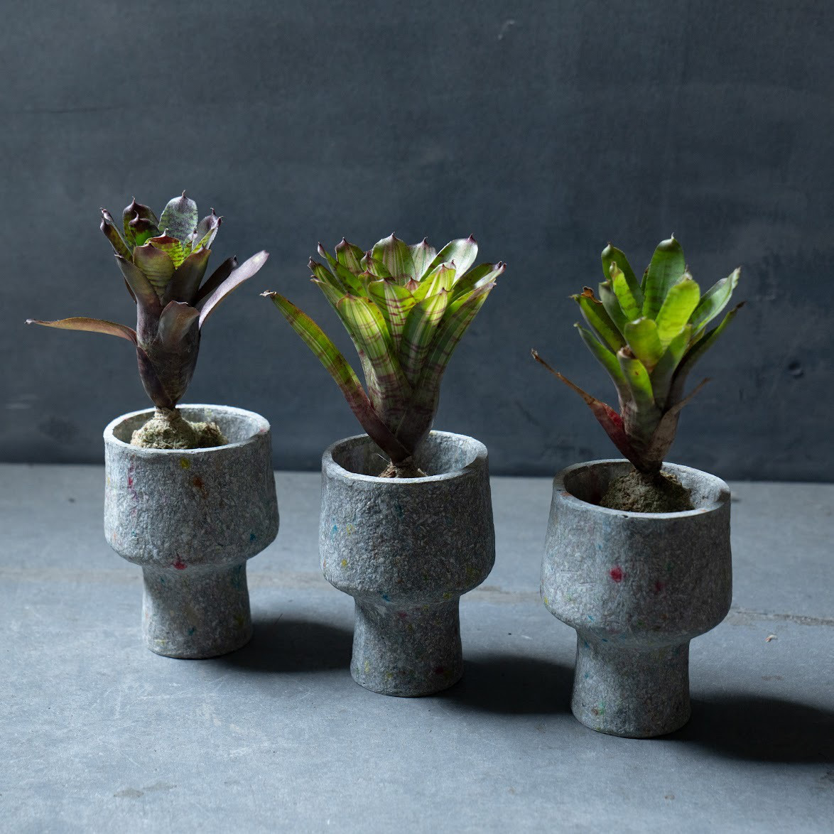 【30%OFF】ペーパーポットに入ったネオレゲリア 観葉植物 インテリア おしゃれ 個性的 プレゼント ギフト