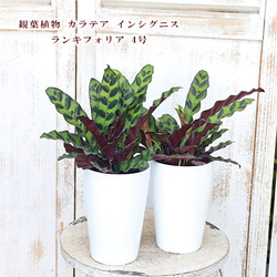 観葉植物　カラテア　ランキフォリア　インシグニス 3334308d70cc83588f4f85d422c6bf