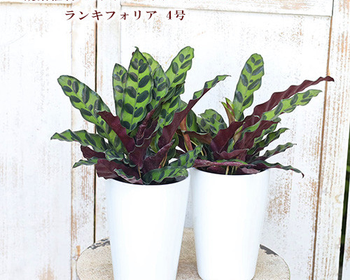 観葉植物　カラテア　ランキフォリア　インシグニス 3334308d70cc83588f4f85d422c6bf