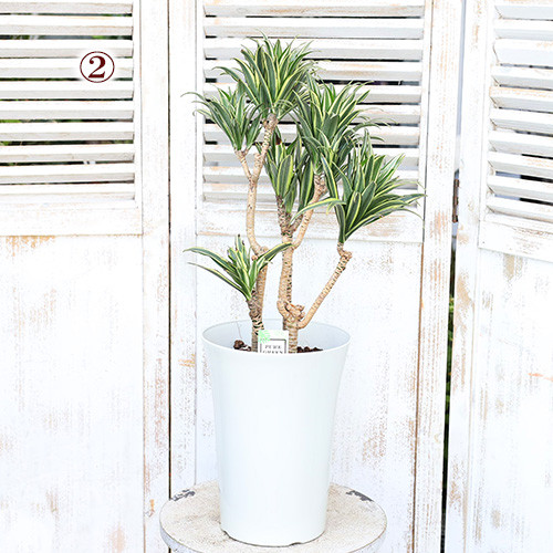 観葉植物 斑入り ドラセナ コンパクタ ホワイト 7号 高さ60cm 植木