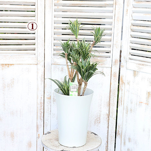 観葉植物 斑入り ドラセナ コンパクタ ホワイト 7号 高さ60cm 植木