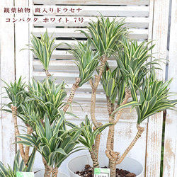 キンジョウ様　ドラセナコンパクタ斑入り2 鉢 Amazon｜inakougei（イナコウゲイ） 観葉植物 おしゃれ 小さめ