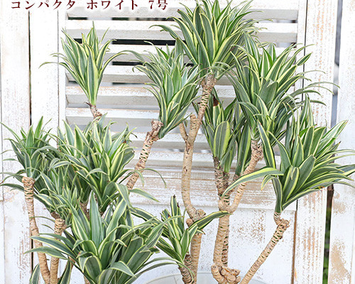 キンジョウ様　ドラセナコンパクタ斑入り2 鉢 観葉植物 斑入り ドラセナ コンパクタ ホワイト 7号 高さ60cm