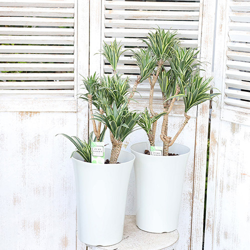 キンジョウ様　ドラセナコンパクタ斑入り2 鉢 キンジョウ様 ドラセナコンパクタ斑入り2 鉢 キンジョウ様