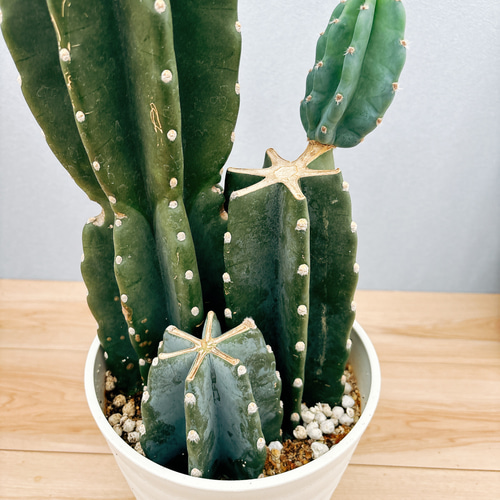 日本に 3本植え ブランチ 鬼面角 現品］柱サボテン 7号 室内 観葉植物 サボテン