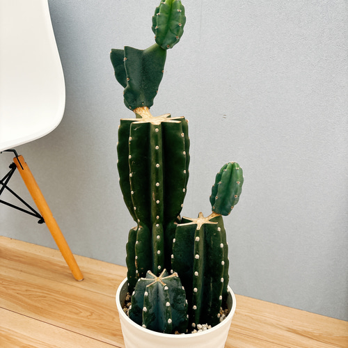現品］柱サボテン 鬼面角 ブランチ 3本植え 7号 観葉植物 室内