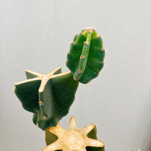 な*な様 柱サボテン　鬼面角　3本セット　13 現品］柱サボテン 鬼面角 ブランチ 3本植え 7号 観葉植物 室内