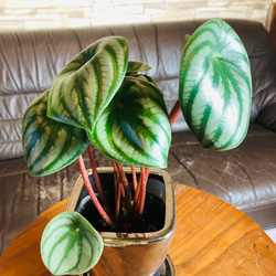 新作『ペペロミア・サンデルシー』4号　メタリック　シルバー鉢　受け皿付き　観葉植物　インテリア　多肉植物 3枚目の画像