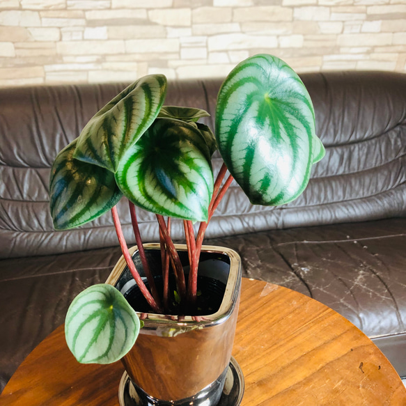 新作『ペペロミア・サンデルシー』4号　メタリック　シルバー鉢　受け皿付き　観葉植物　インテリア　多肉植物 2枚目の画像