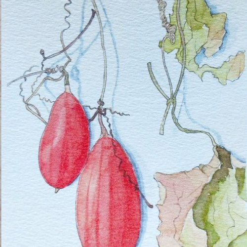 カラスウリ　水彩画　原画 Eng Sub]からすうり/Japanese snake gourd【HOW TO WATERCOLOR