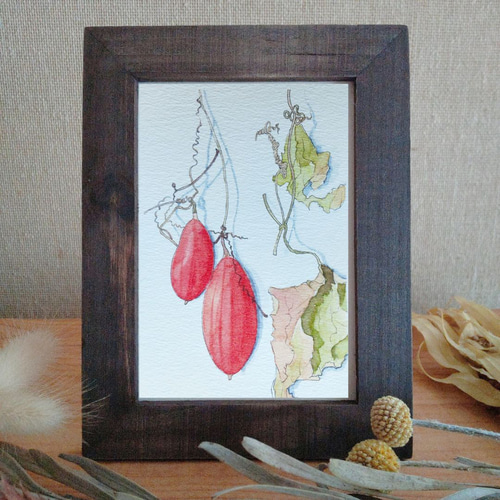 カラスウリ 水彩画 フレーム付き 広森晴雨 「 からすうり 」 日本画