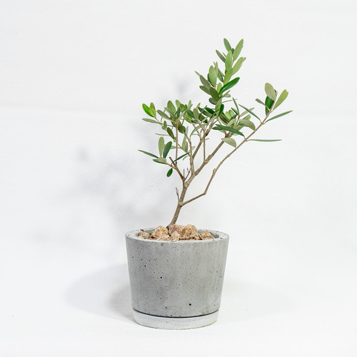 ≪ 観葉植物 ≫お庭やベランダで育てるオリーブの鉢植え｜ざらっとした 
