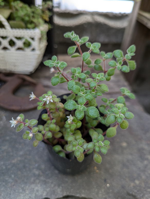 多肉植物 ブロウメアナ カット苗 黒ポットの中すべて根元部分から