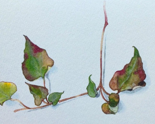 【希少】ドクダミの絵画 花アート 初心者向けです簡単ハガキ絵💕【ドクダミ】花・手書き・水彩画