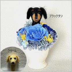 ちょこんと顔出す ダックスフンド(中央）＆ プリザーブドフラワー