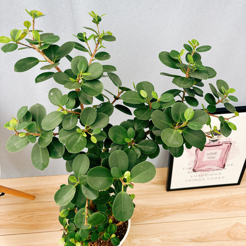 現品］【希少】30番 パンダガジュマル 8号 観葉植物 室内 レア ゴムの