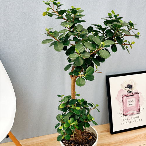 現品］【希少】30番 パンダガジュマル 8号 観葉植物 室内 レア ゴムの