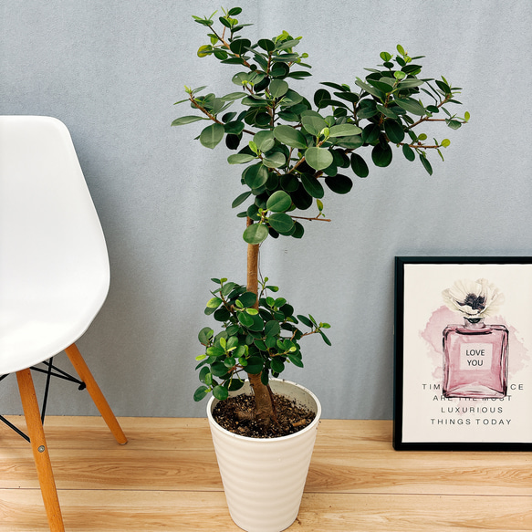 ［現品］【希少】1番　パンダガジュマル　8号　観葉植物　室内　レア　ゴムの木 現品］【希少】1番 パンダガジュマル 8号 観葉植物 室内 レア